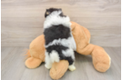 Pomeranian Puppy for Adoption