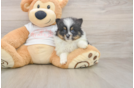 Pomeranian Pup Being Cute