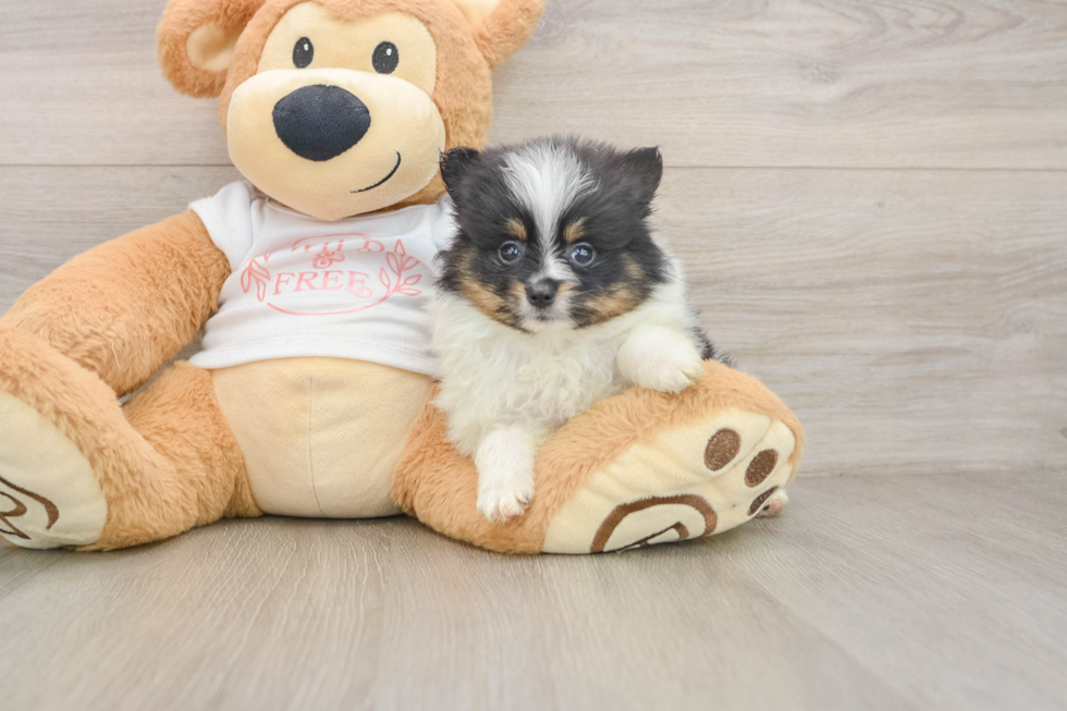 Pomeranian Pup Being Cute