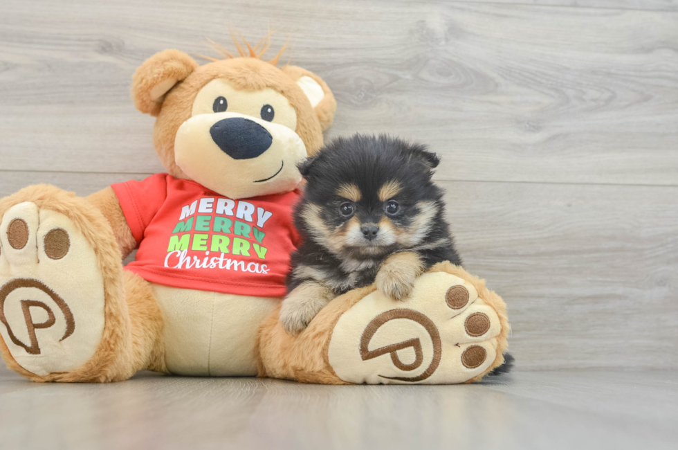 5 week old Pomeranian Puppy For Sale - Florida Fur Babies