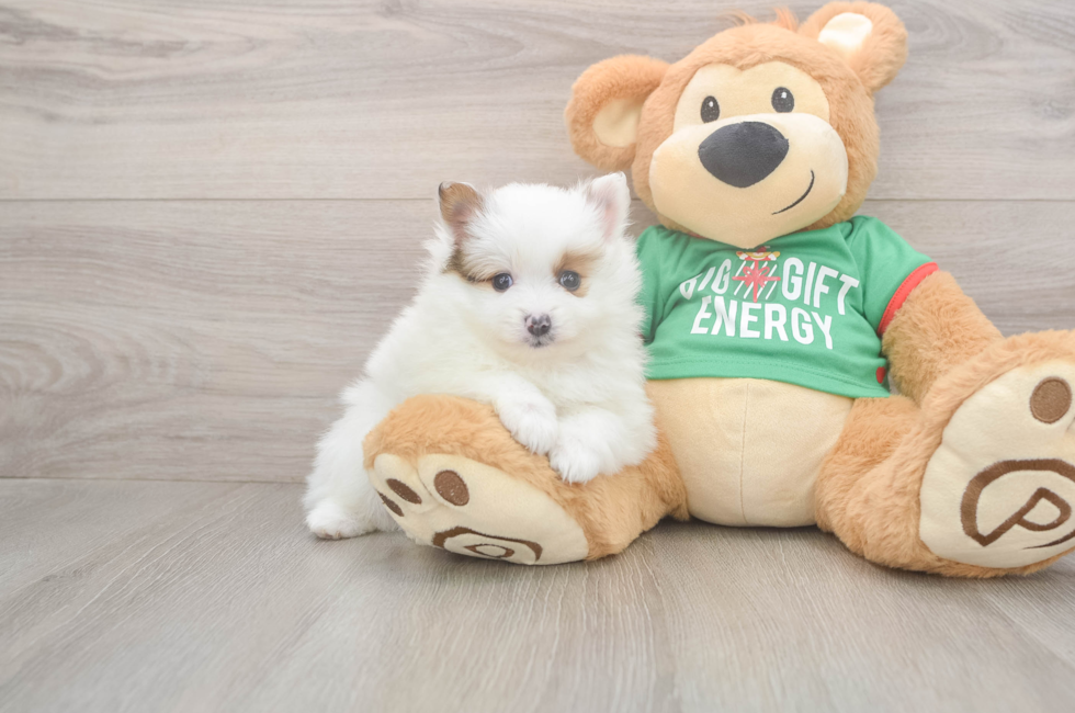 5 week old Pomeranian Puppy For Sale - Florida Fur Babies