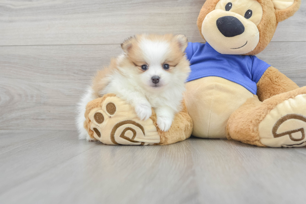 Pomeranian Puppy for Adoption