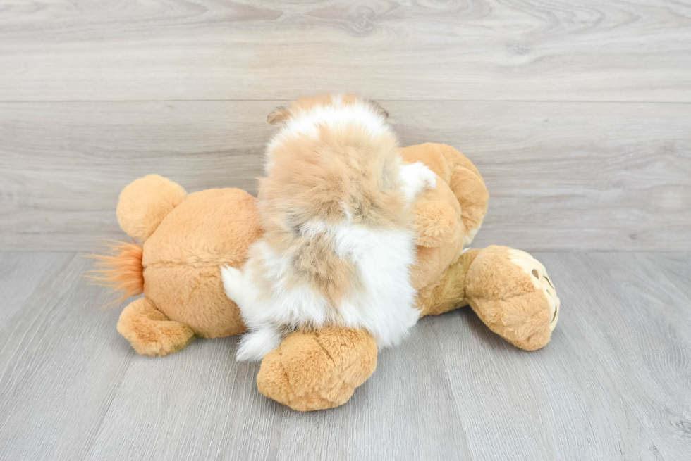 Best Pomeranian Baby