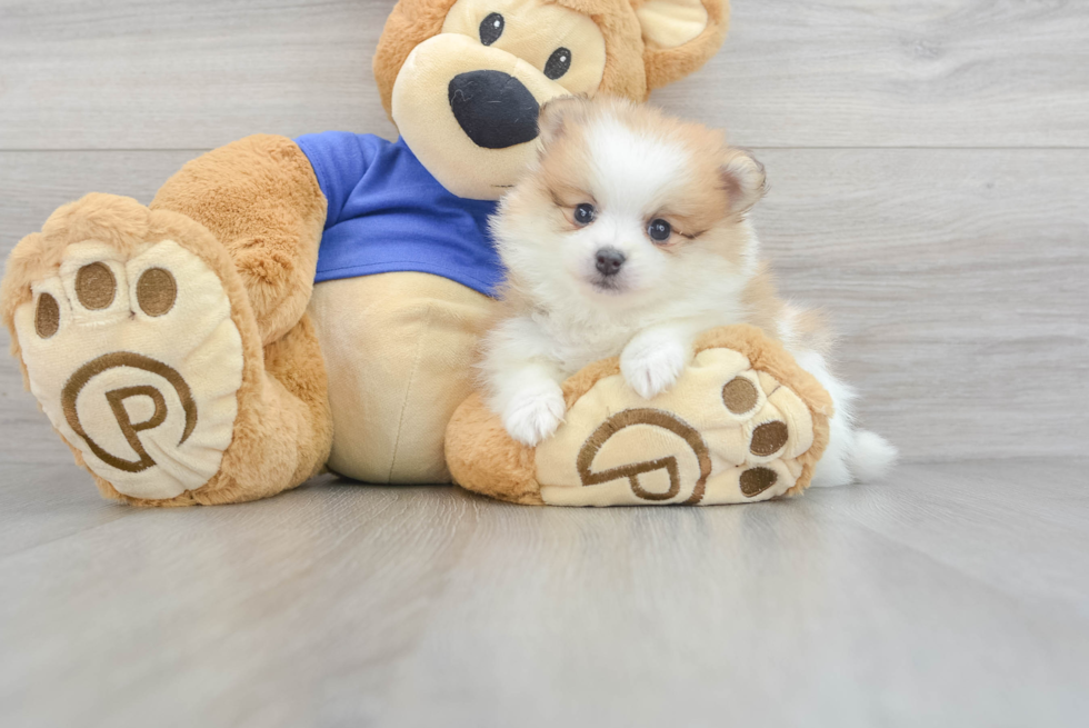 Friendly Pomeranian Purebred Pup