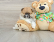 7 week old Pomeranian Puppy For Sale - Florida Fur Babies