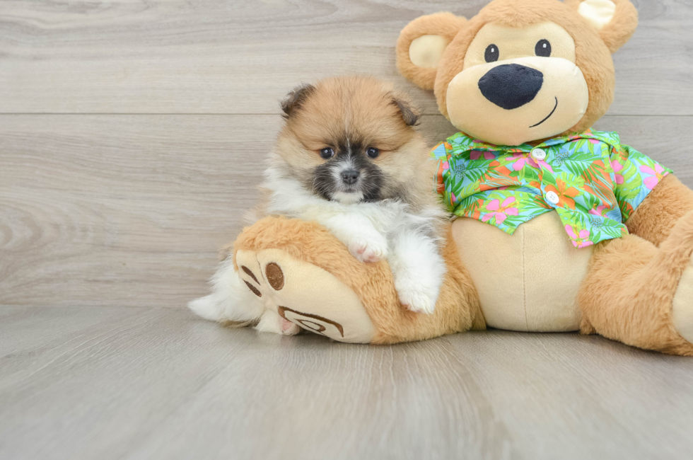 5 week old Pomeranian Puppy For Sale - Florida Fur Babies