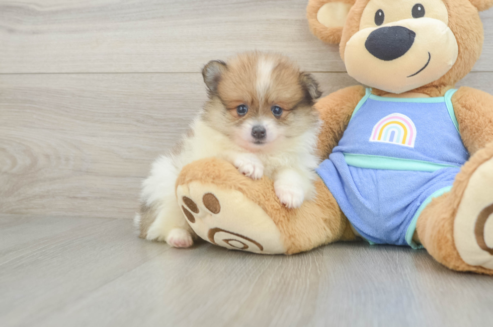 5 week old Pomeranian Puppy For Sale - Florida Fur Babies