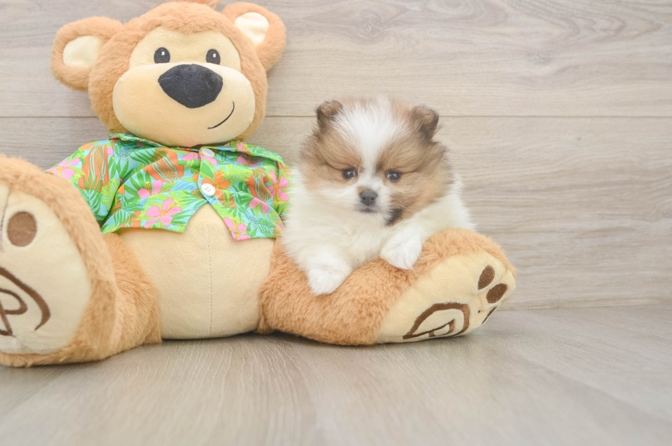 6 week old Pomeranian Puppy For Sale - Florida Fur Babies