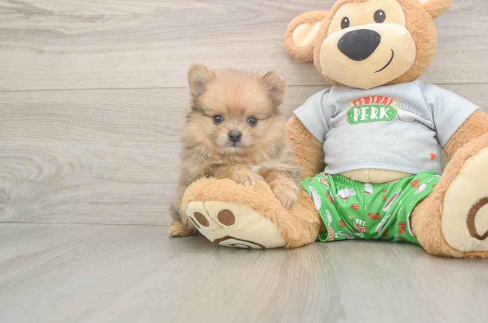 6 week old Pomeranian Puppy For Sale - Florida Fur Babies