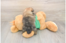 Best Pomeranian Baby