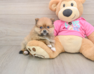 8 week old Pomeranian Puppy For Sale - Florida Fur Babies