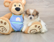 9 week old Pomeranian Puppy For Sale - Florida Fur Babies