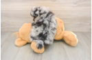 Pomeranian Pup Being Cute