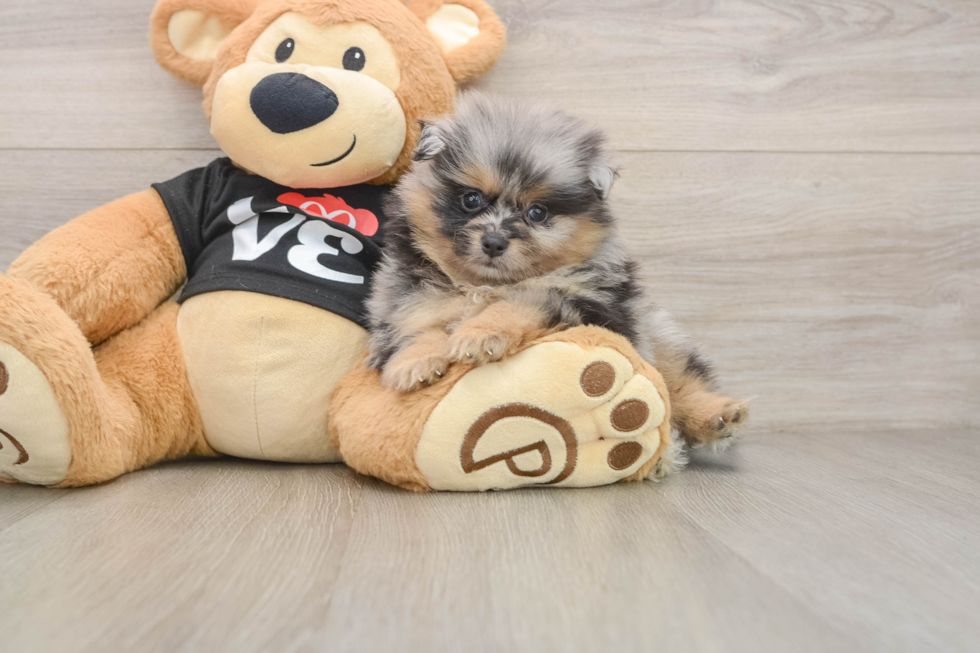 Hypoallergenic Pomeranian Purebred Pup