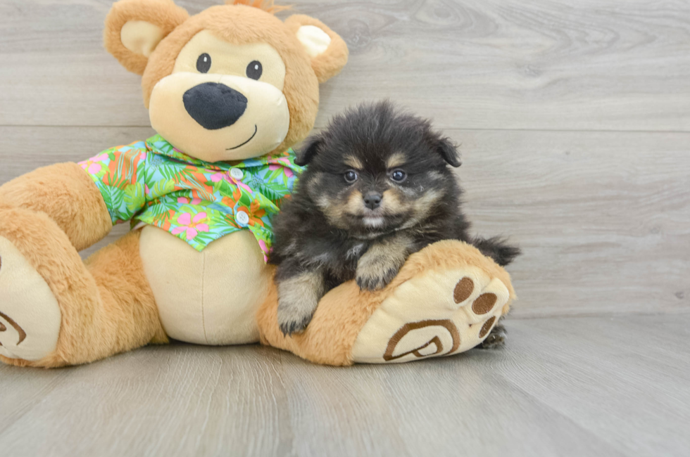 5 week old Pomeranian Puppy For Sale - Florida Fur Babies