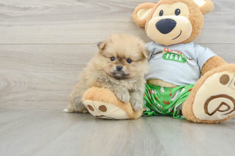 Meet Larry - our Pomeranian Puppy Photo 1/11 - Florida Fur Babies