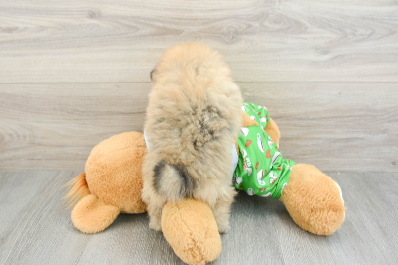 Meet Larry - our Pomeranian Puppy Photo 2/11 - Florida Fur Babies
