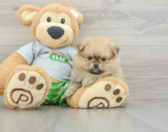 8 week old Pomeranian Puppy For Sale - Florida Fur Babies