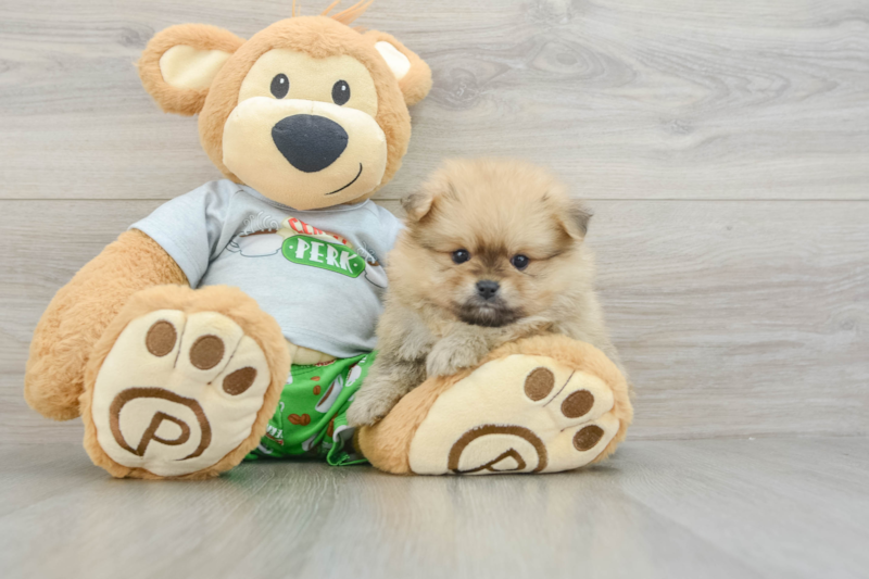 Meet Larry - our Pomeranian Puppy Photo 3/11 - Florida Fur Babies