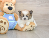 9 week old Pomeranian Puppy For Sale - Florida Fur Babies