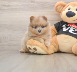 8 week old Pomeranian Puppy For Sale - Florida Fur Babies