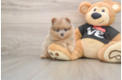 Best Pomeranian Baby