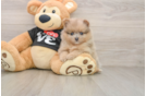 Pomeranian Puppy for Adoption