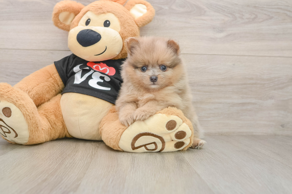 Pomeranian Puppy for Adoption
