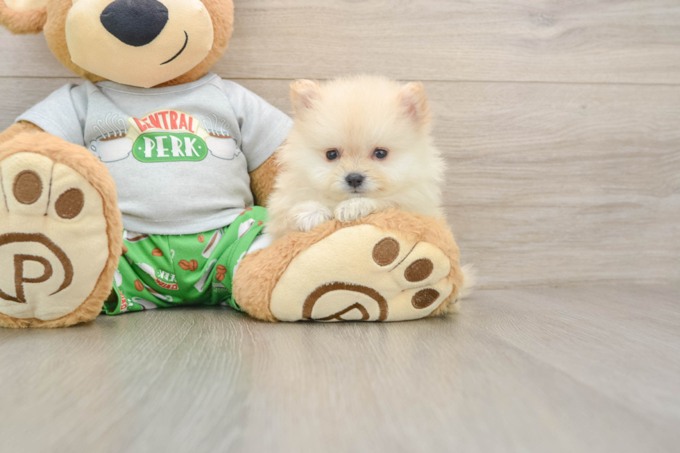 Best Pomeranian Baby