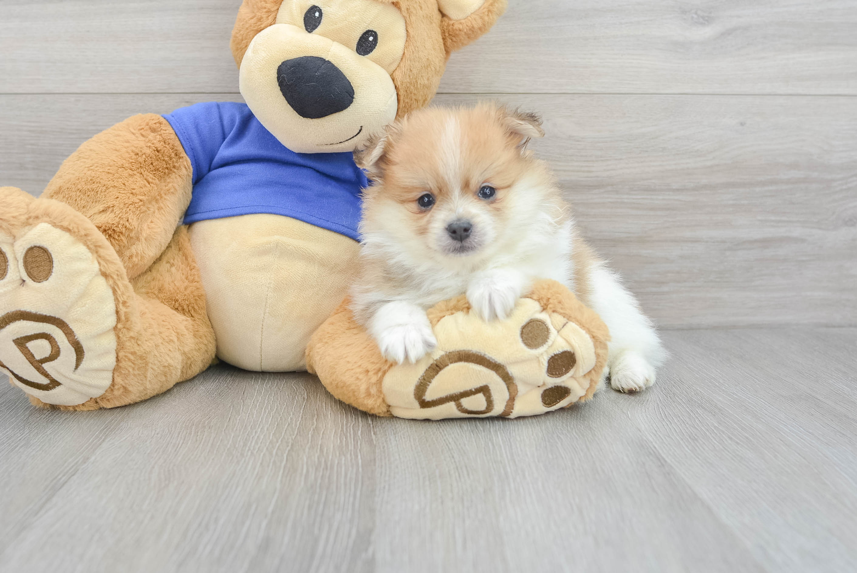 Teddy bear outlet pom puppies