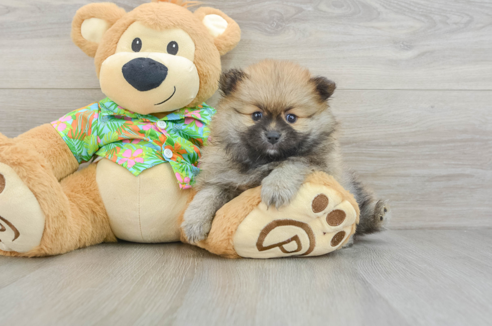 5 week old Pomeranian Puppy For Sale - Florida Fur Babies