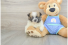Pomeranian Pup Being Cute