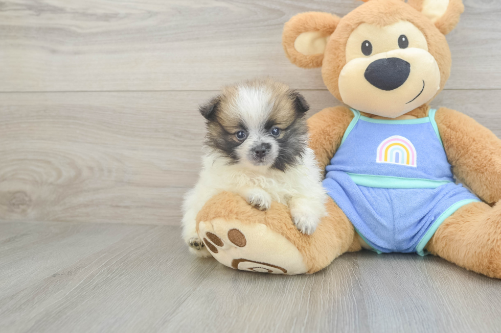 Pomeranian Pup Being Cute