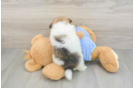 Little Pomeranian Baby
