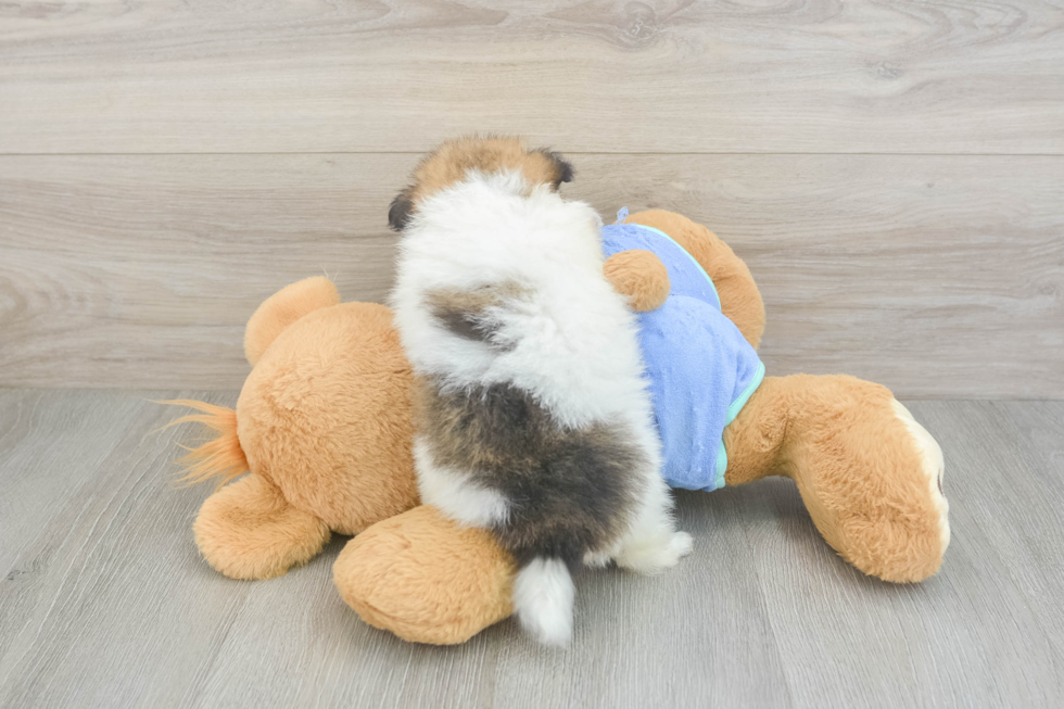 Little Pomeranian Baby