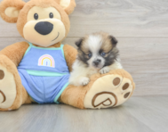 7 week old Pomeranian Puppy For Sale - Florida Fur Babies
