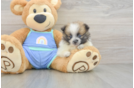 Pomeranian Pup Being Cute