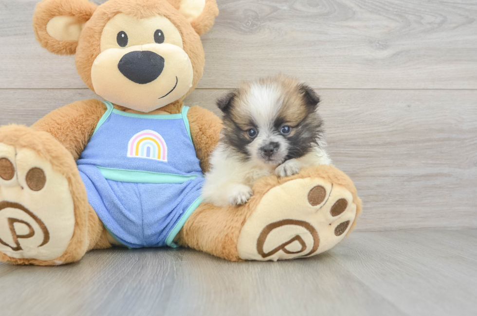 5 week old Pomeranian Puppy For Sale - Florida Fur Babies
