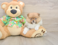 6 week old Pomeranian Puppy For Sale - Florida Fur Babies