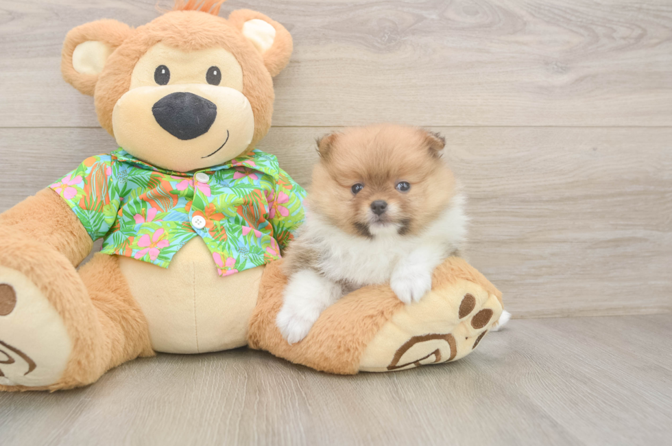 6 week old Pomeranian Puppy For Sale - Florida Fur Babies