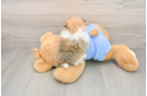 Pomeranian Pup Being Cute