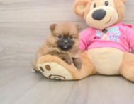 8 week old Pomeranian Puppy For Sale - Florida Fur Babies