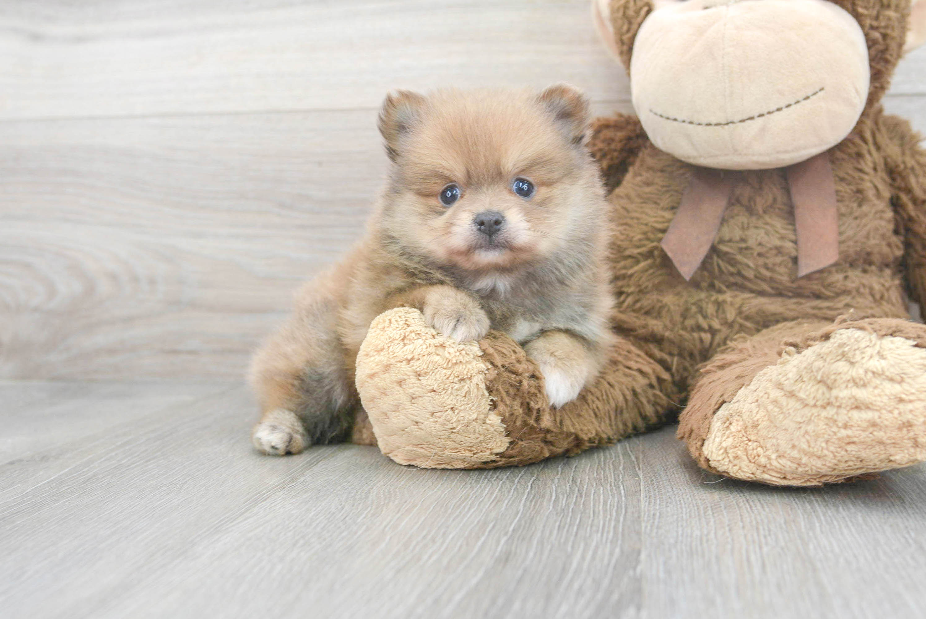 Teddy bear pomeranian for hotsell sale near