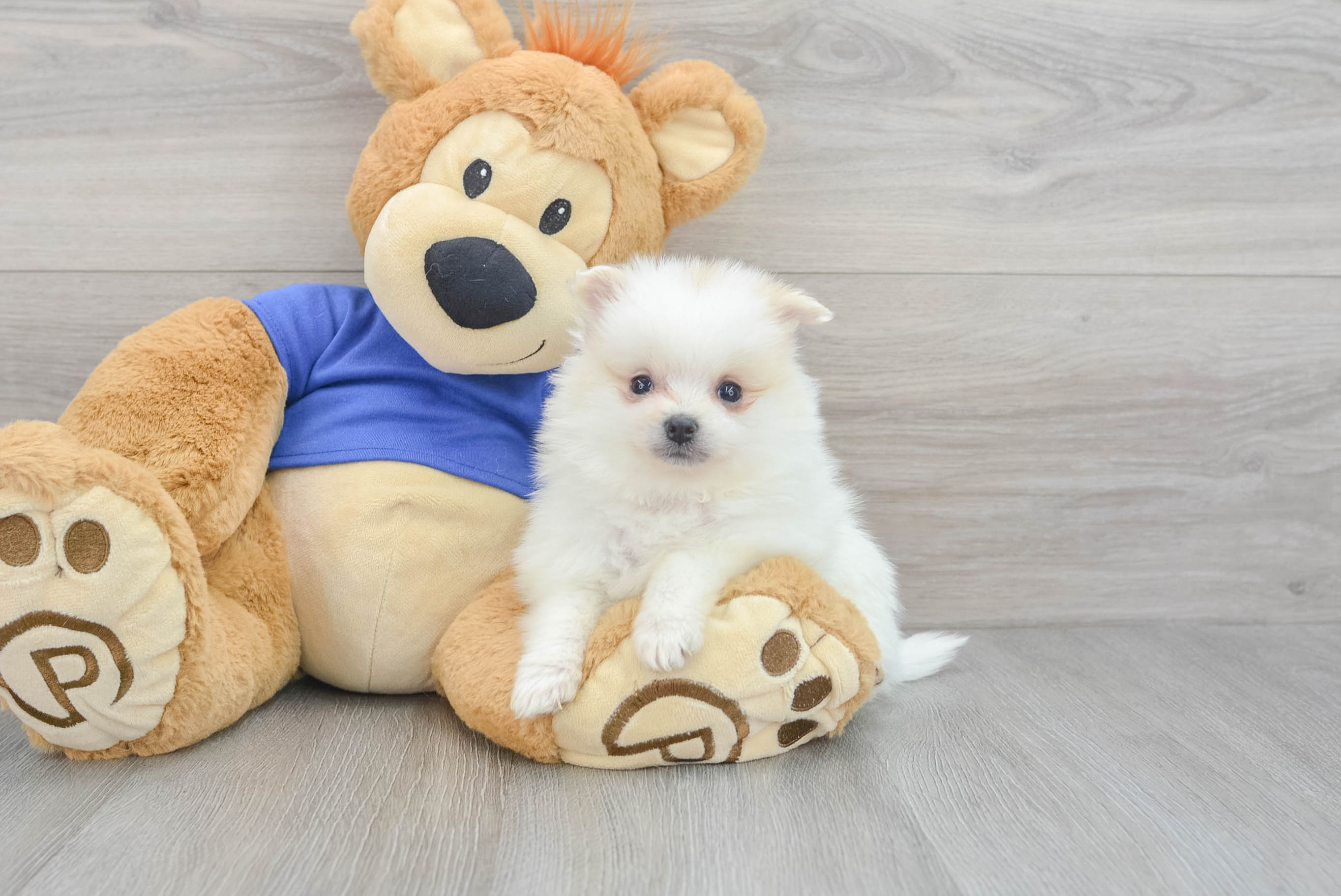 Teacup pomeranian clearance teddy bear dog