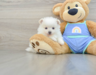 6 week old Pomeranian Puppy For Sale - Florida Fur Babies