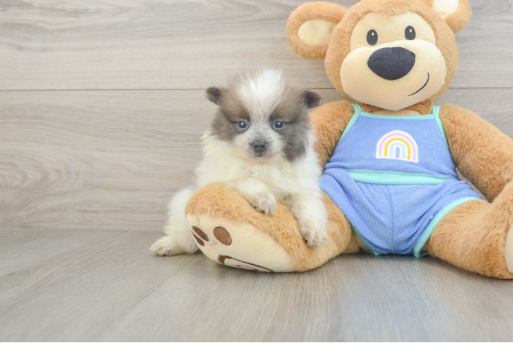 Fluffy Pom Pom Purebred Puppy