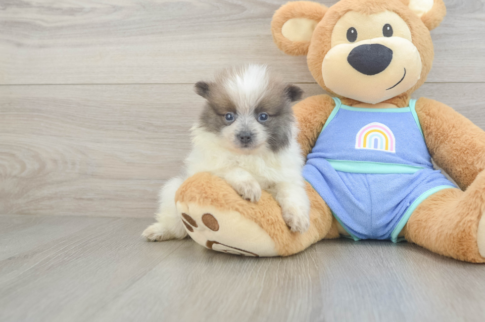 5 week old Pomeranian Puppy For Sale - Florida Fur Babies