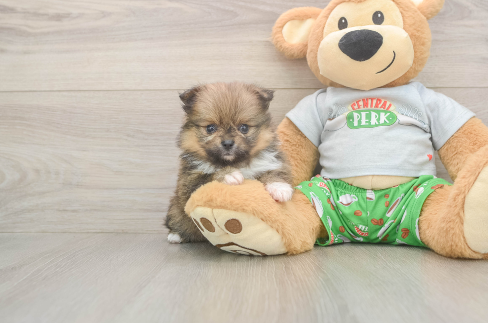 6 week old Pomeranian Puppy For Sale - Florida Fur Babies