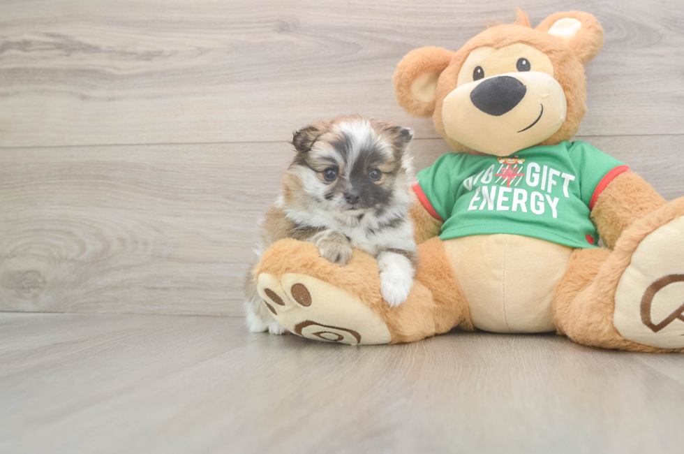 5 week old Pomeranian Puppy For Sale - Florida Fur Babies