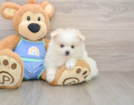 9 week old Pomeranian Puppy For Sale - Florida Fur Babies
